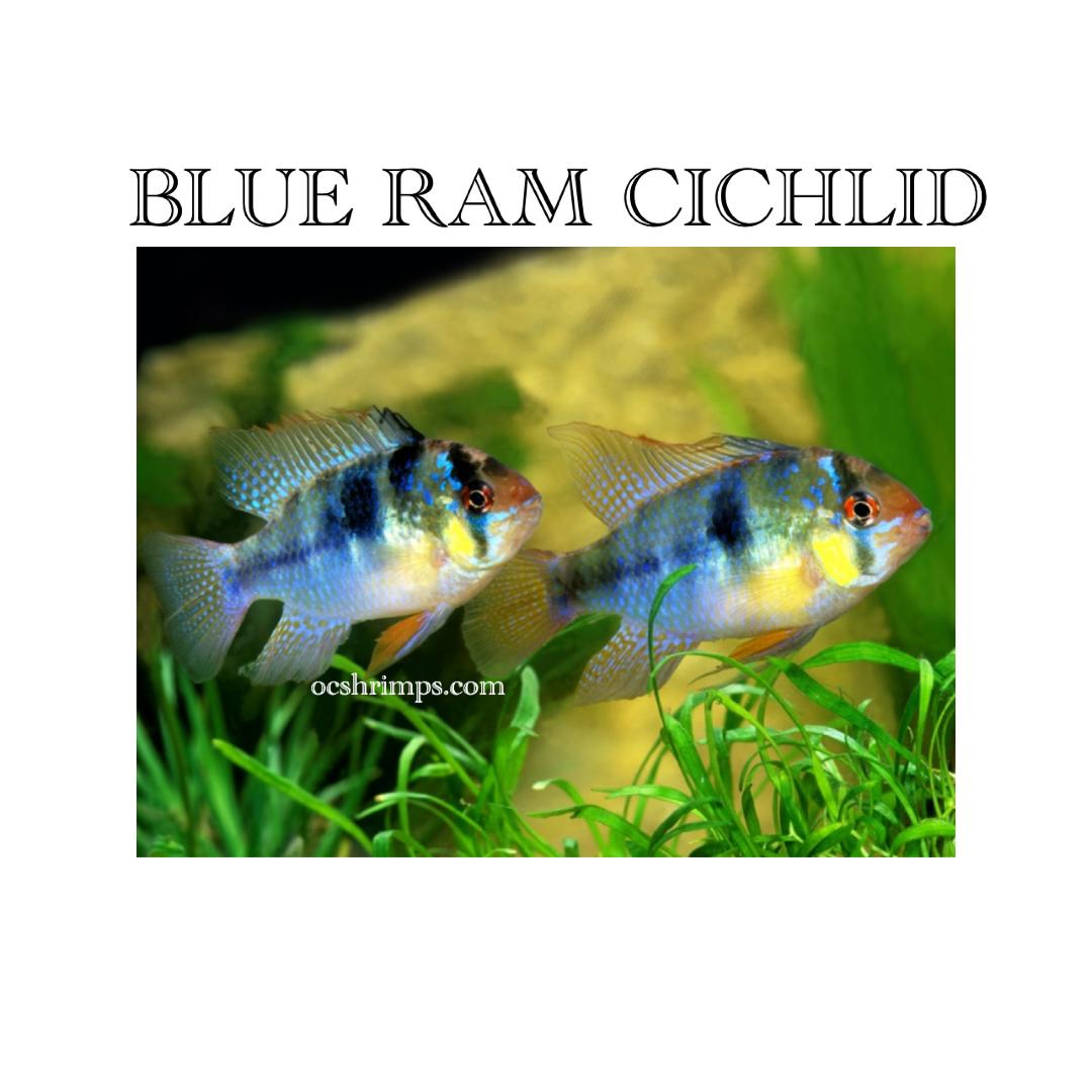 GERMAN BLUE  RAM - ocshrimps