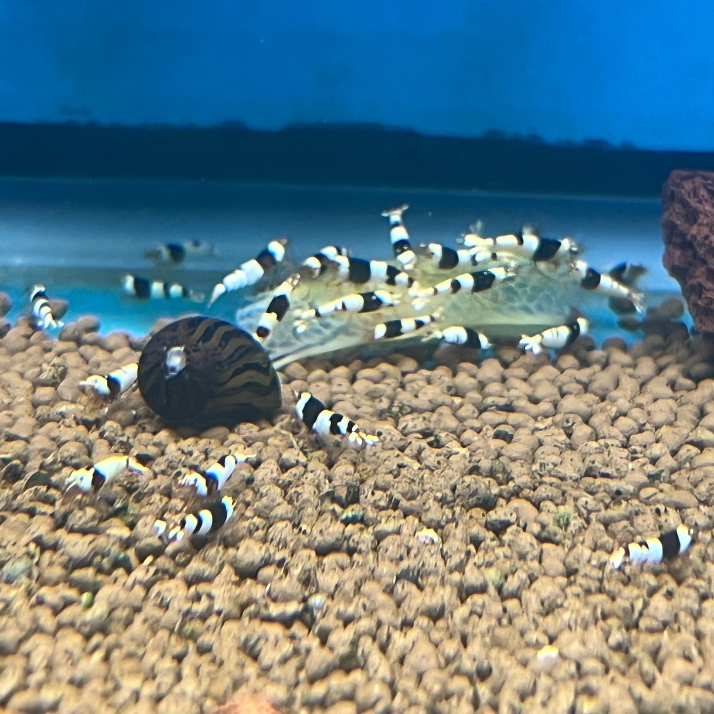 CRYSTAL BLACK SHRIMP - CBS