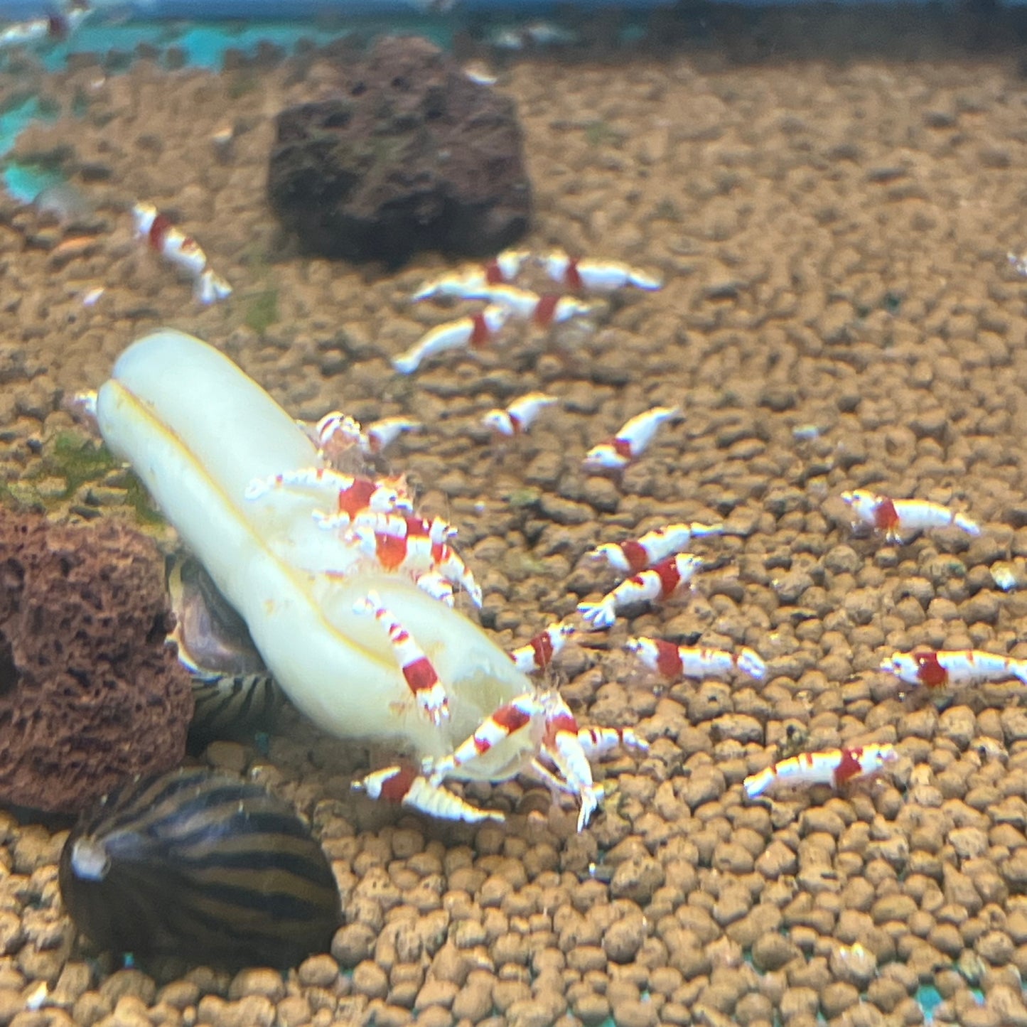 CRYSTAL RED SHRIMP - CRS