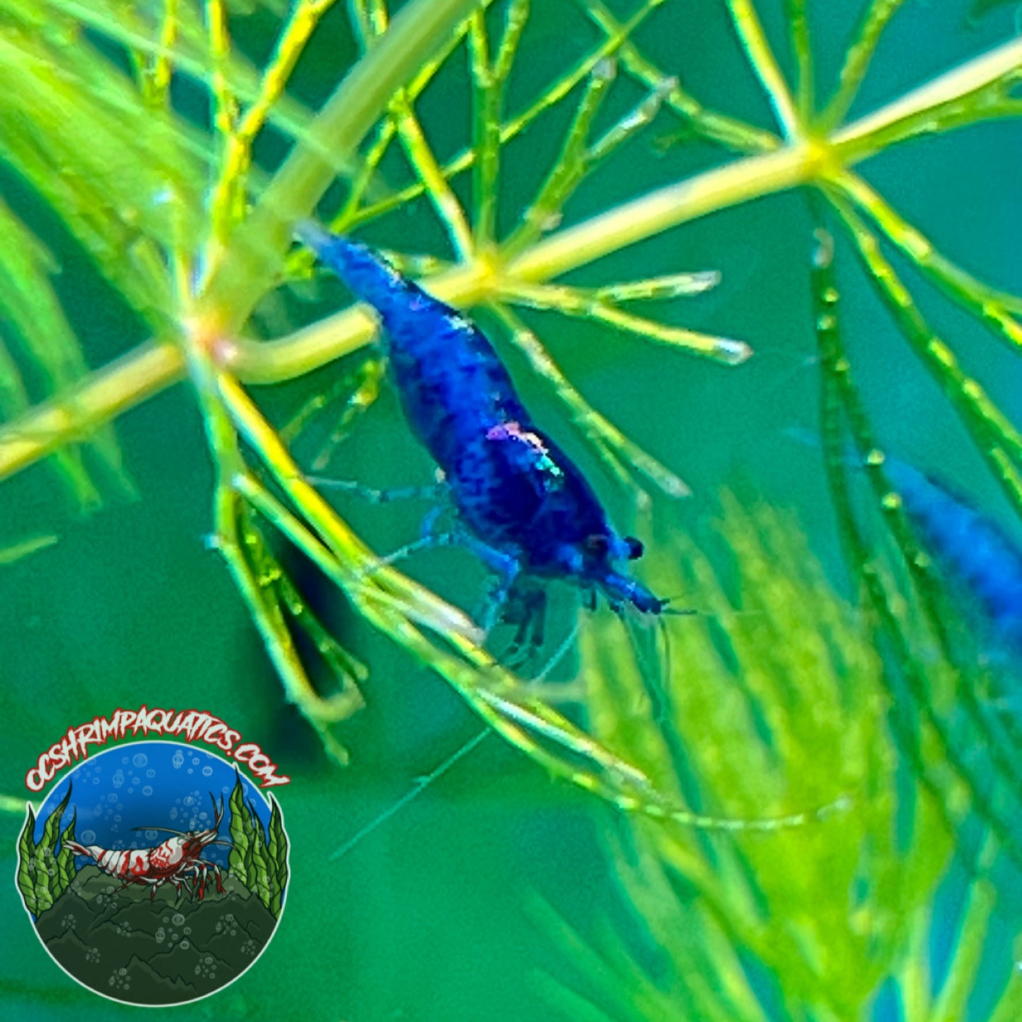 BLUE DREAM SHRIMP