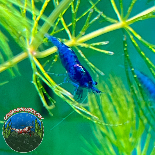 BLUE DREAM SHRIMP