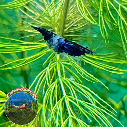 BLACK RILI SHRIMP