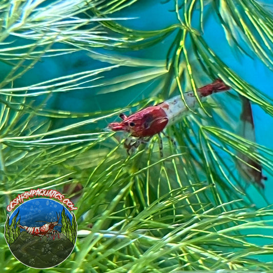 RED RILI SHRIMP