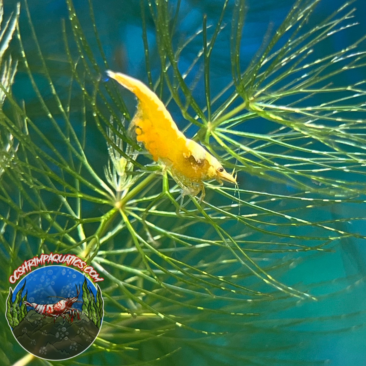 YELLOW GOLDEN BACK SHRIMP