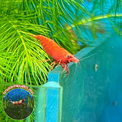 FIRE RED SHRIMP