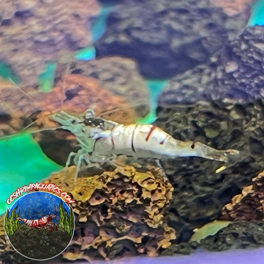 SULAWESI SNOW WHITE ZEBRA SHRIMP