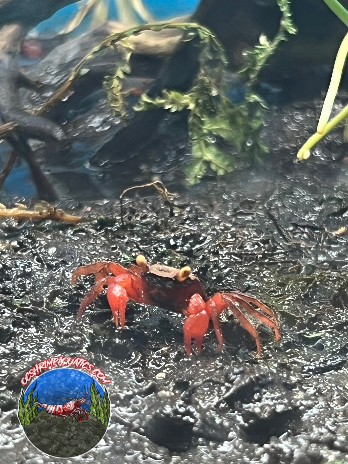 VAMPIRE CRABS