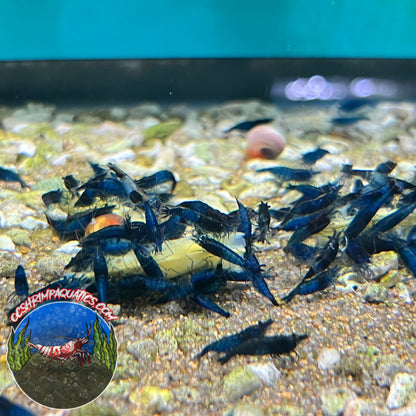 BLUE RILI SHRIMP