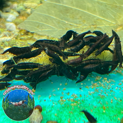 BLACK ROSE SHRIMP