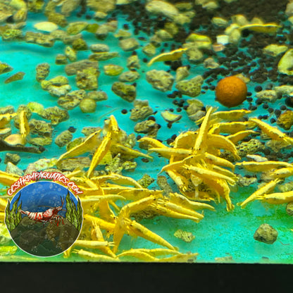 YELLOW GOLDEN BACK SHRIMP