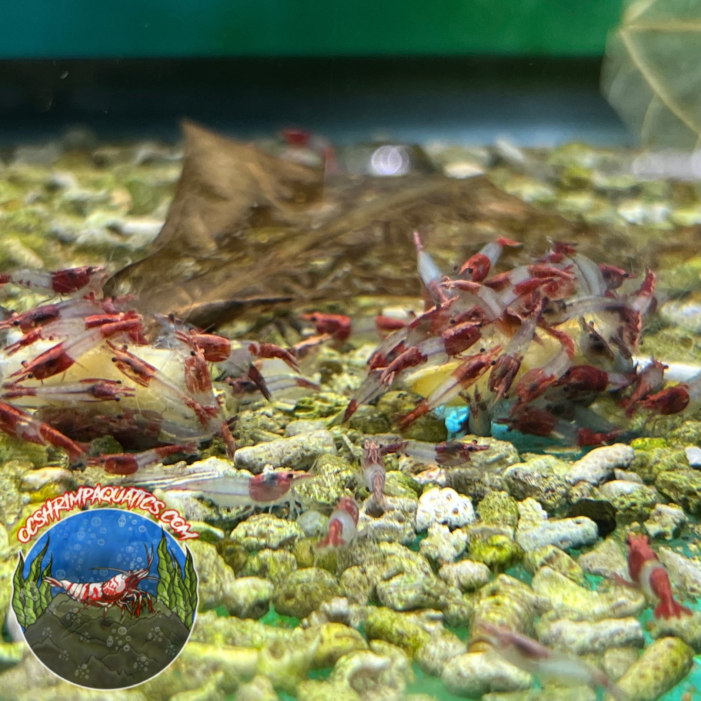 RED RILI SHRIMP