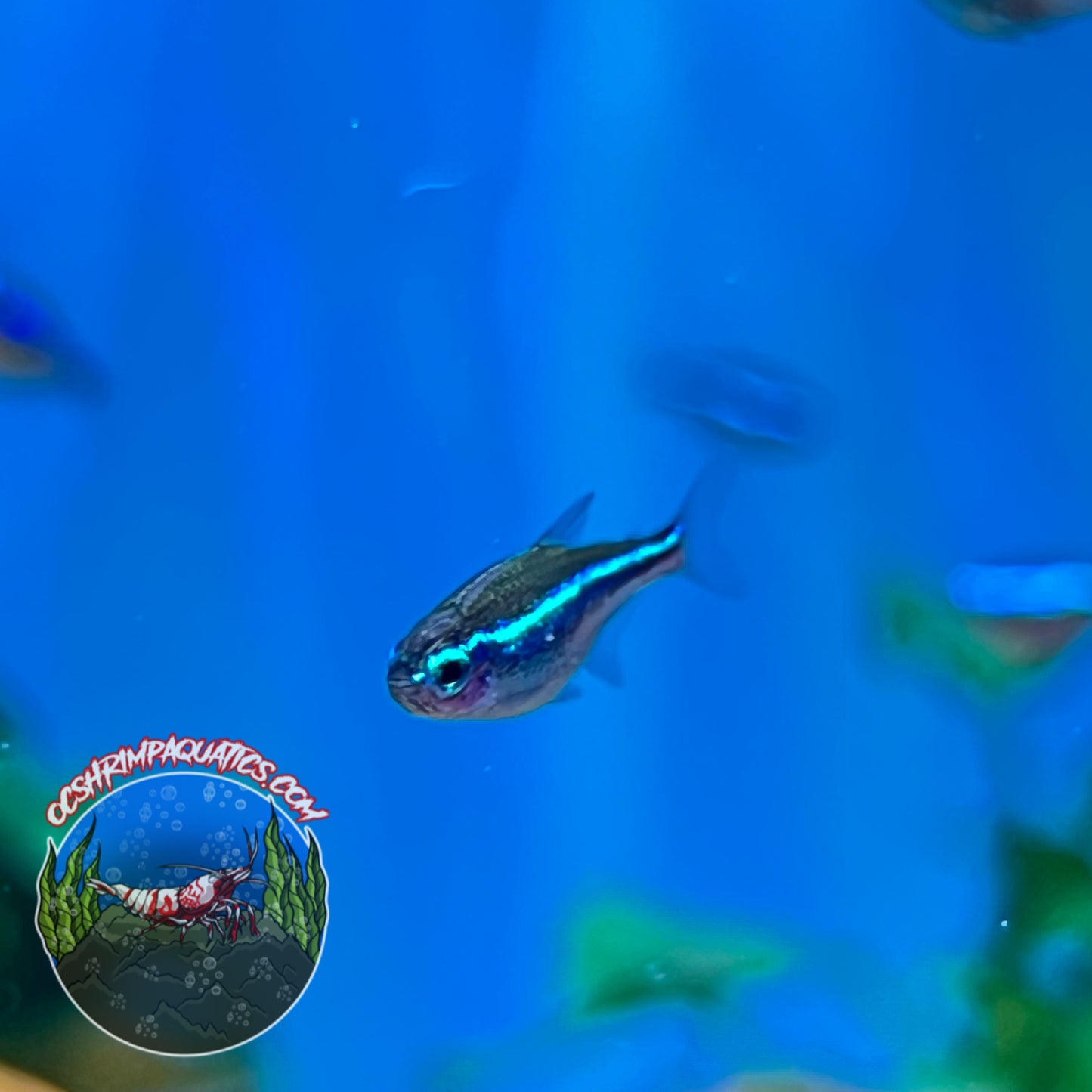 GREEN NEON TETRA