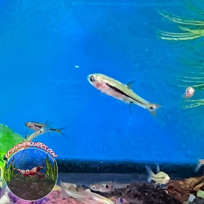 CHILLI RASBORA  ( PICK UP ONLY )