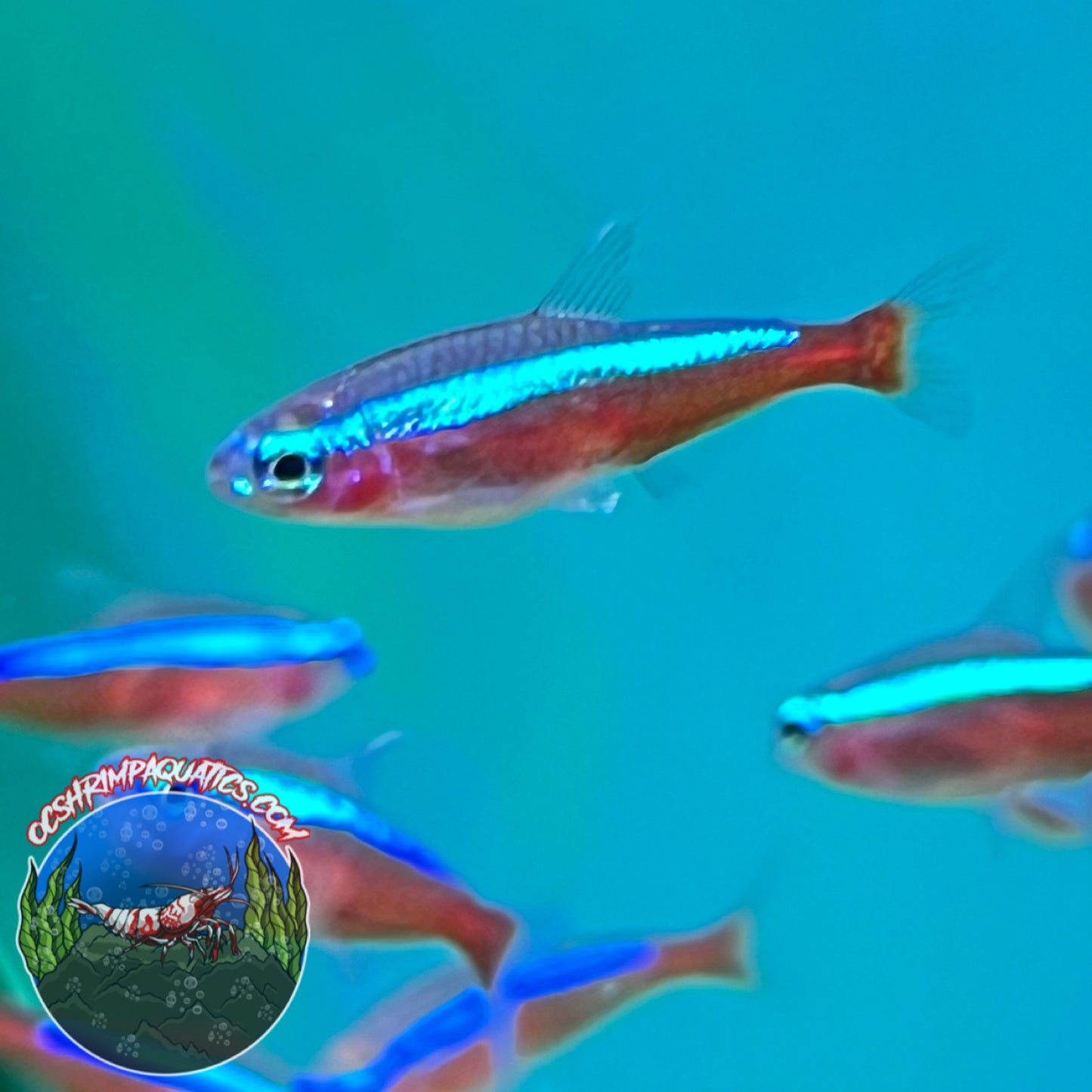 CARDINAL TETRA