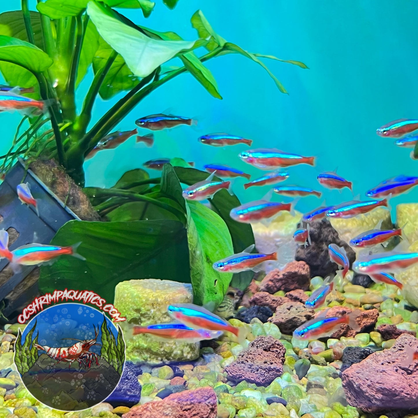 CARDINAL TETRA