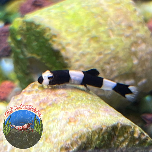 PANDA LOACH