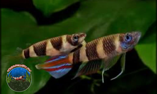 CLOWN KILLIFISH