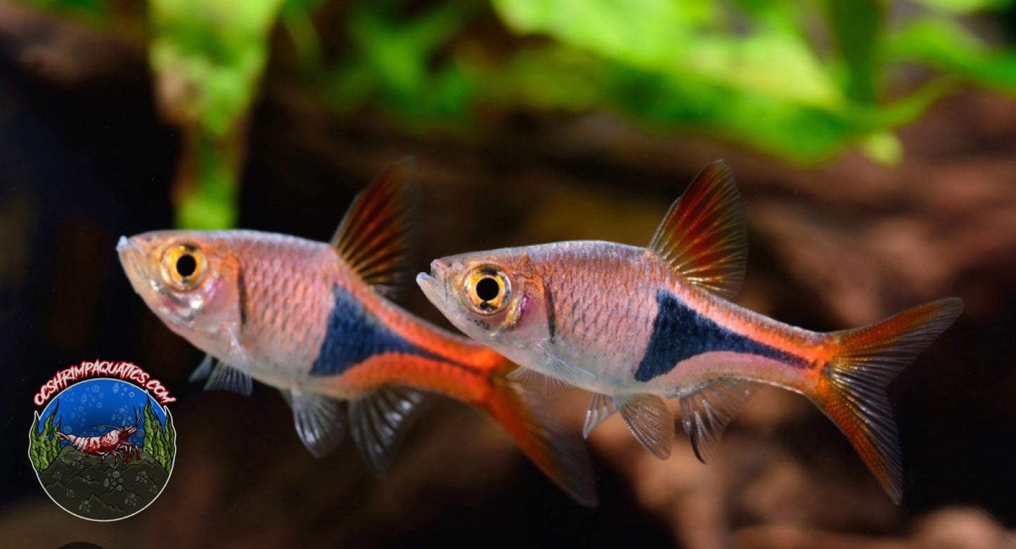 HARLEQUIN RASBORAS