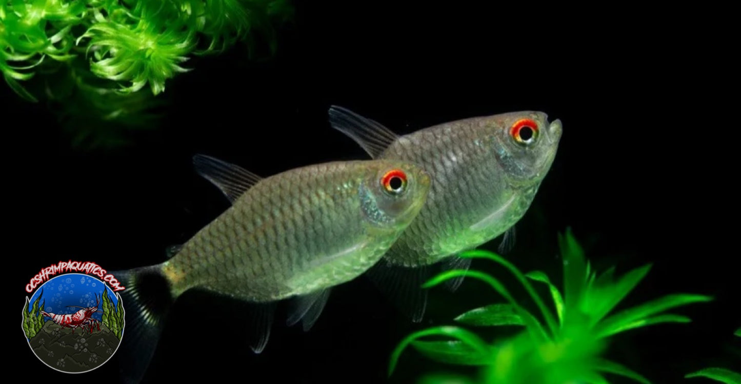 RED EYE TETRA