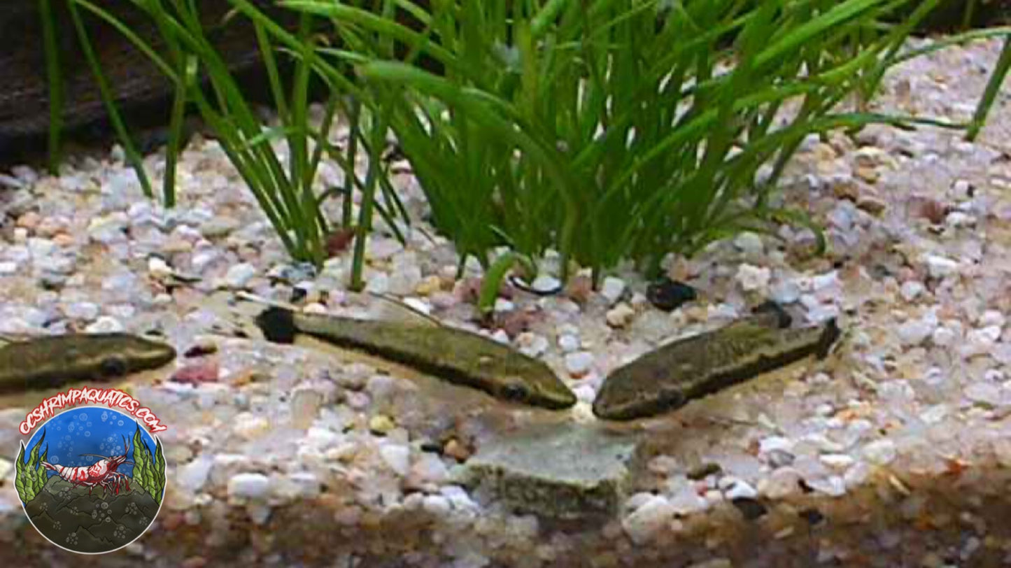 OTOCINCLUS