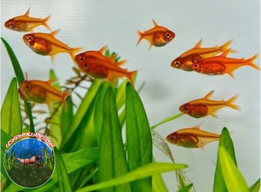 EMBER  TETRA