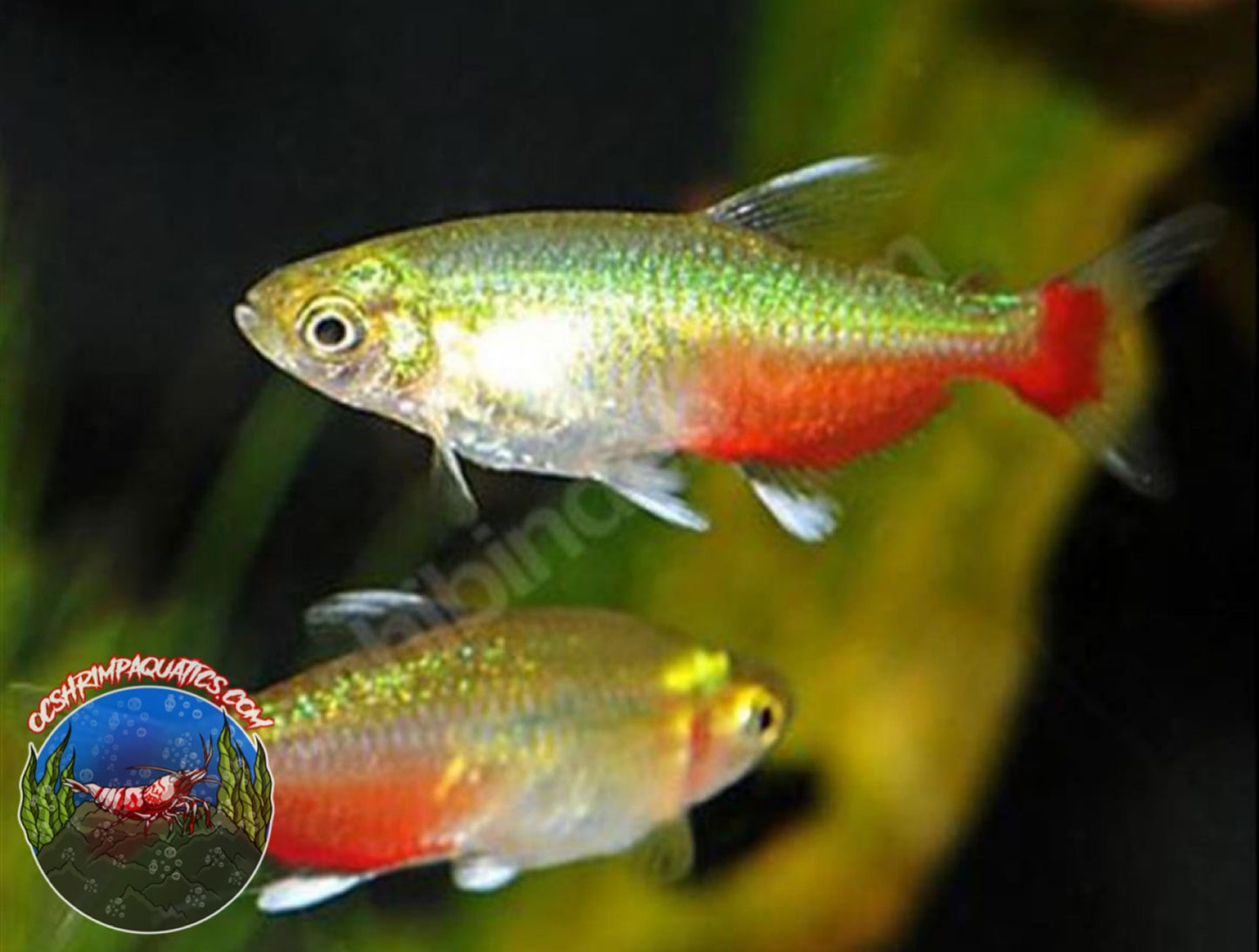 RED BELLY TETRA