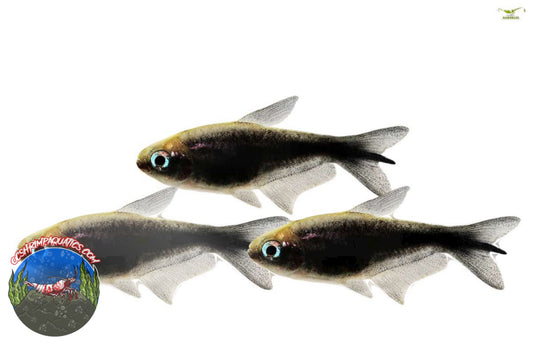 BLACK EMPEROR TETRA