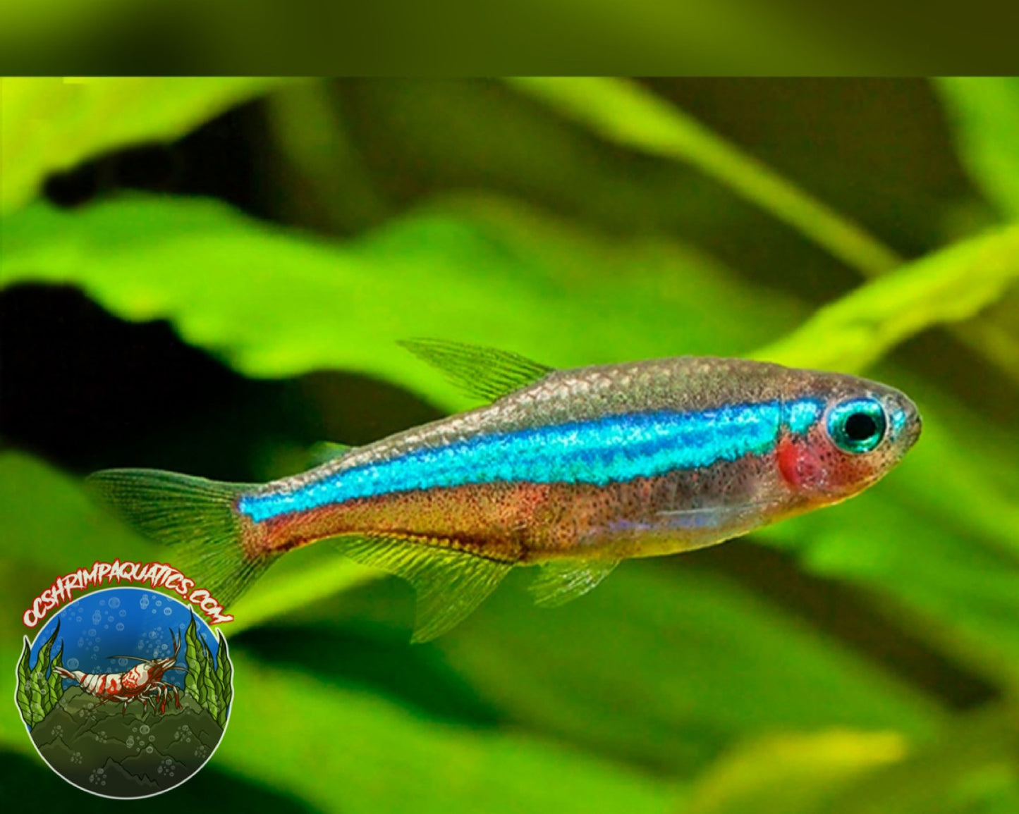 GREEN NEON TETRA