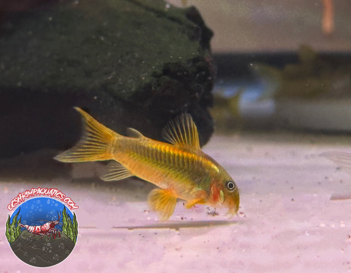 GOLD LASER CORYDORAS