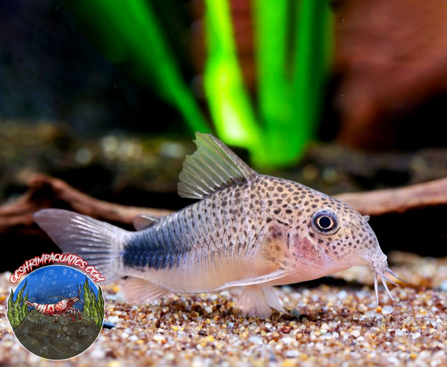 SMUDGE  CORYDORAS