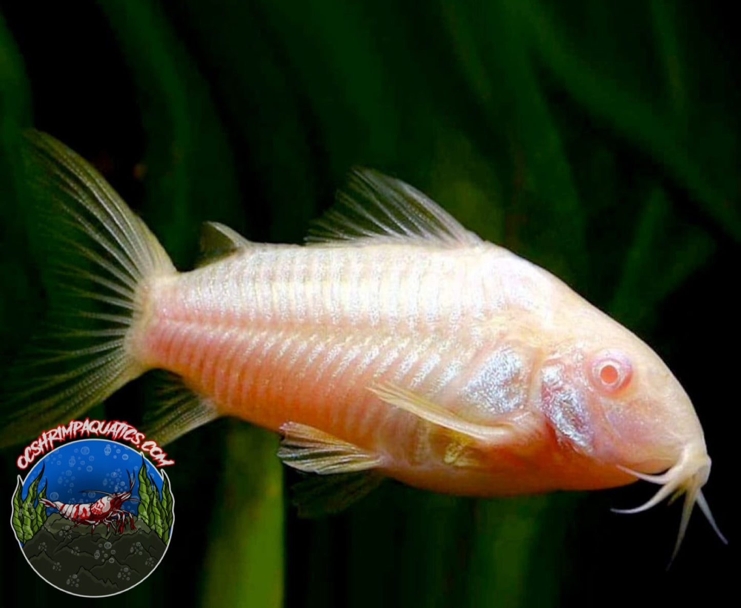 ALBINO CORYDORAS