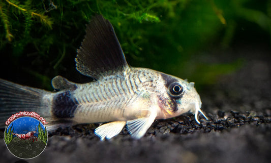 PANDA CORYDORAS