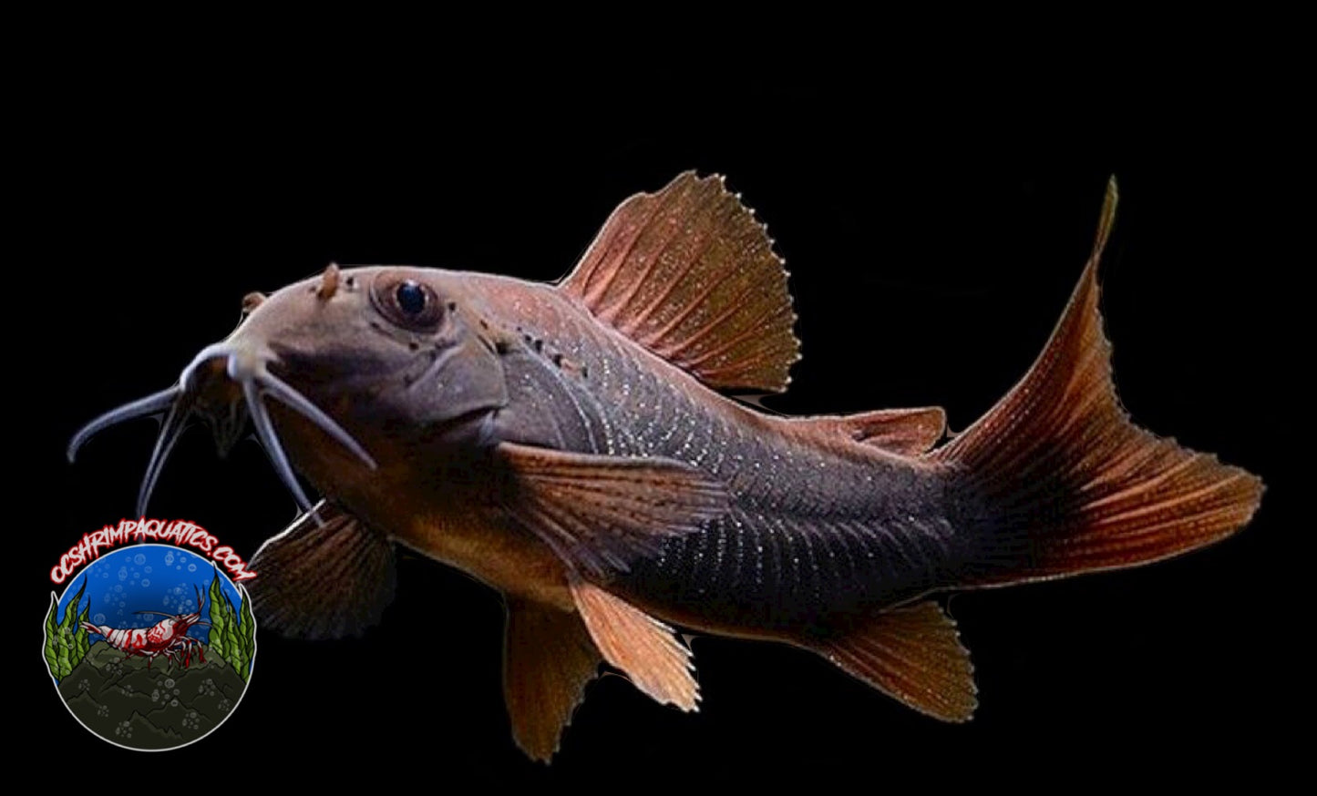 BLACK VENEZUELA CORYDORAS