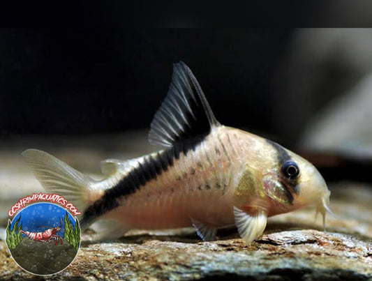 BANDIT CORYDORAS