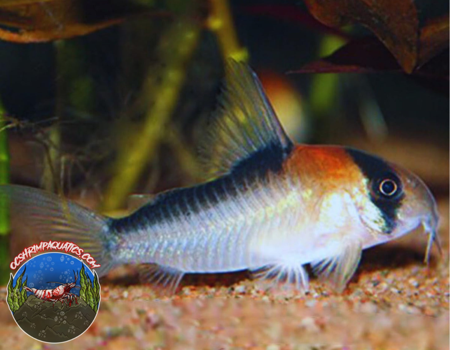 ADOLFOI CORYDORAS