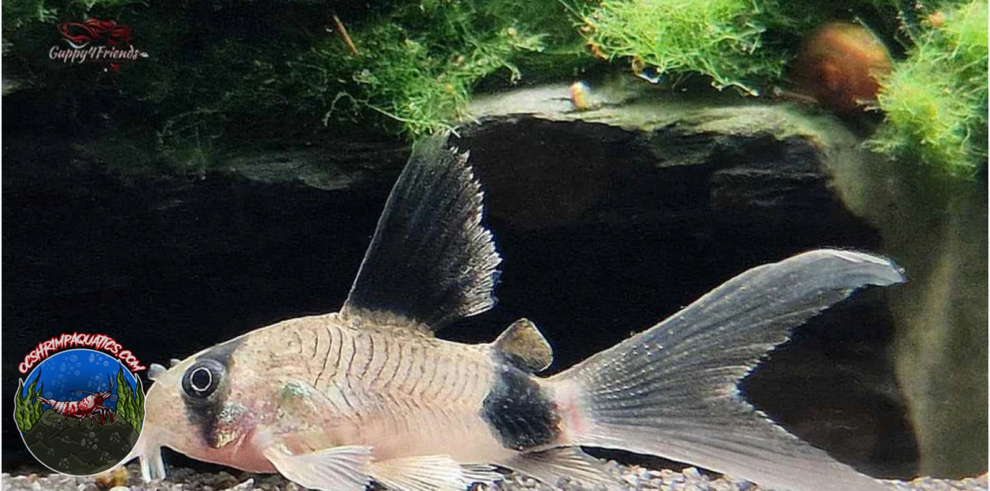 PANDA CORY LONG FIN