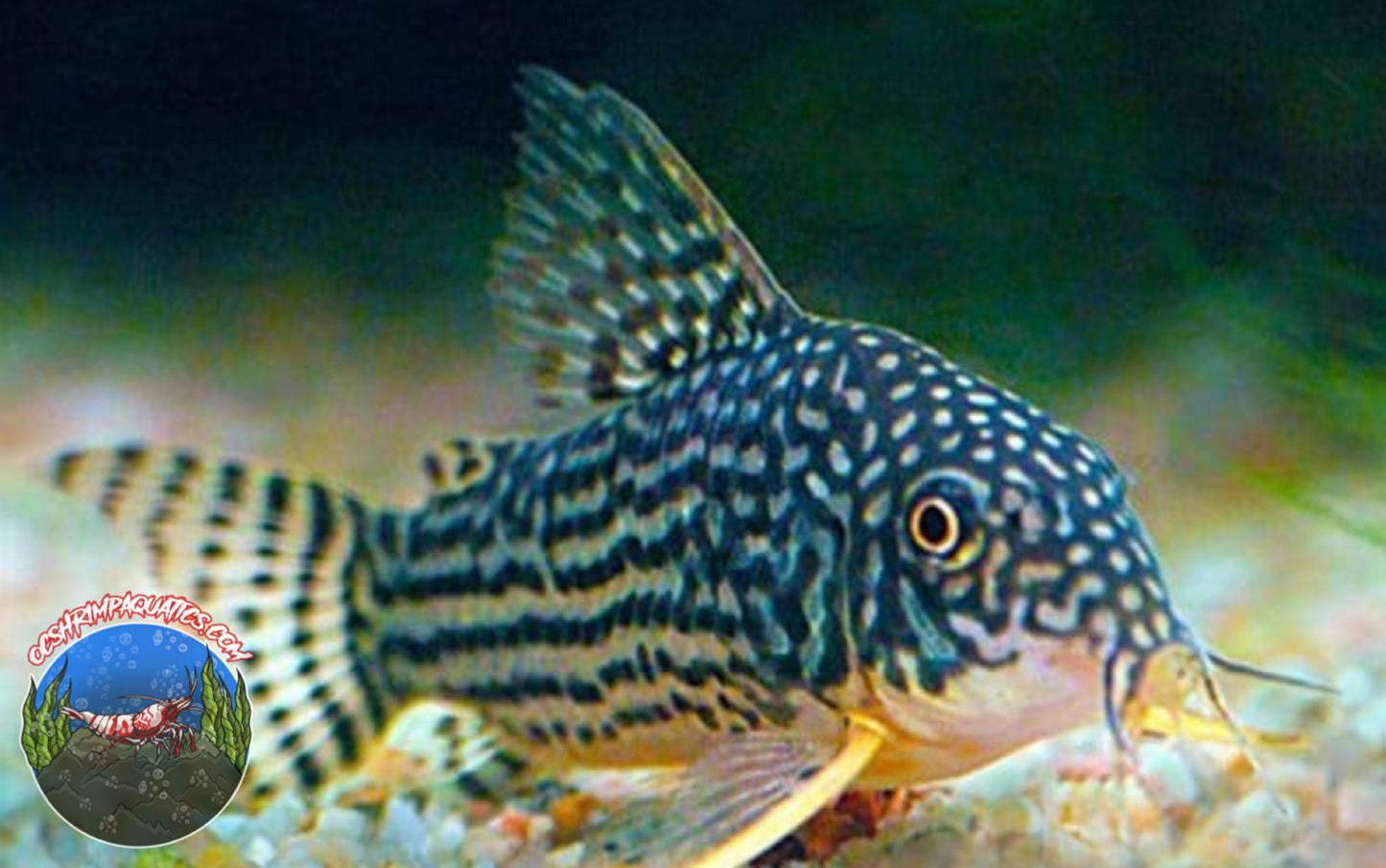 STERBAI CORYDORAS