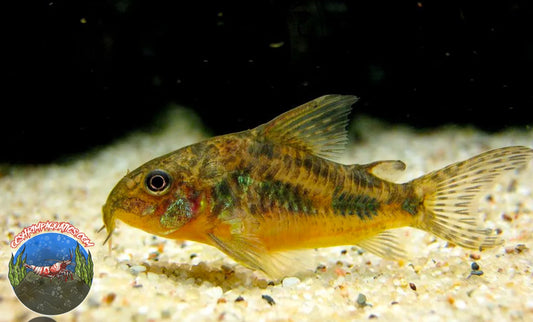 PEPPERED CORYDORAS