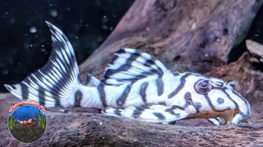 L 236 -SUPER WHITE PLECO