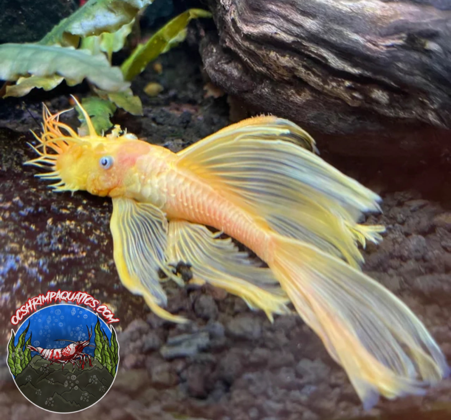 L 144 - ALBINO PLECO LONG FIN