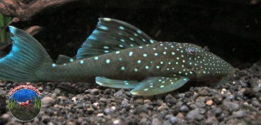 L 128 - BLUE PHANTOM PLECO