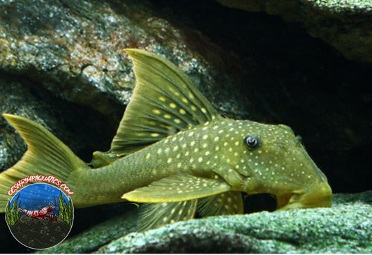 L 200 - GREEN PHANTOM PLECO