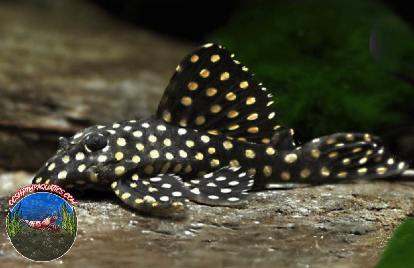 L 201 - SNOW BALL PLECO