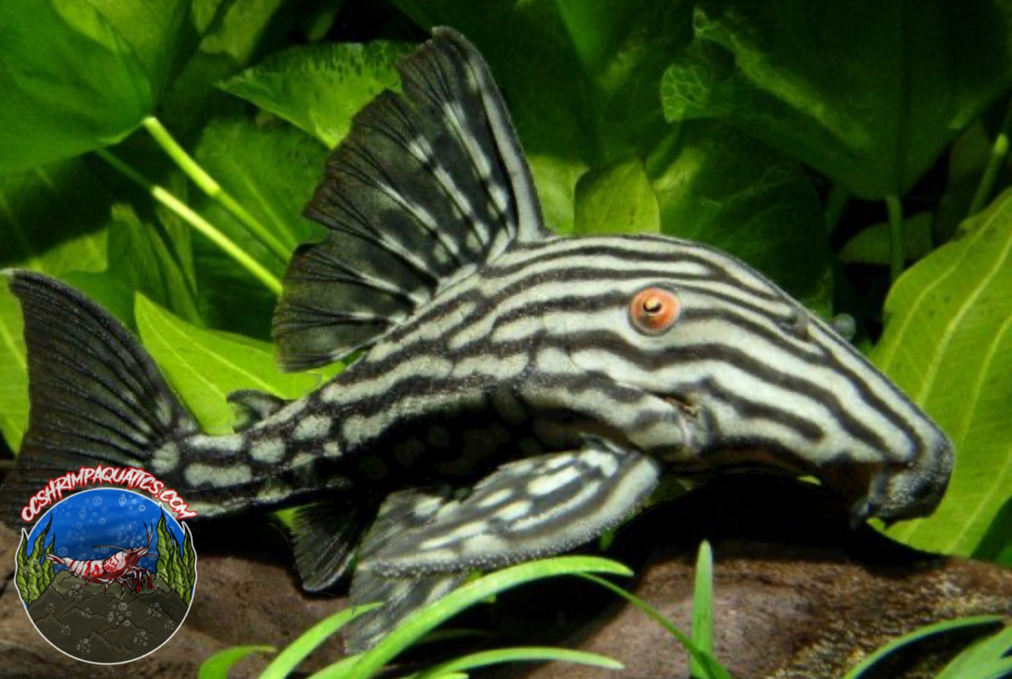 L 190 - ROYAL PLECO