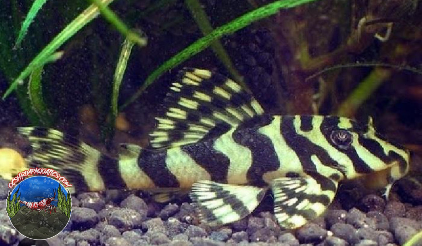 L 134 - LEOPARD FROG PLECO