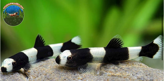 PANDA LOACH