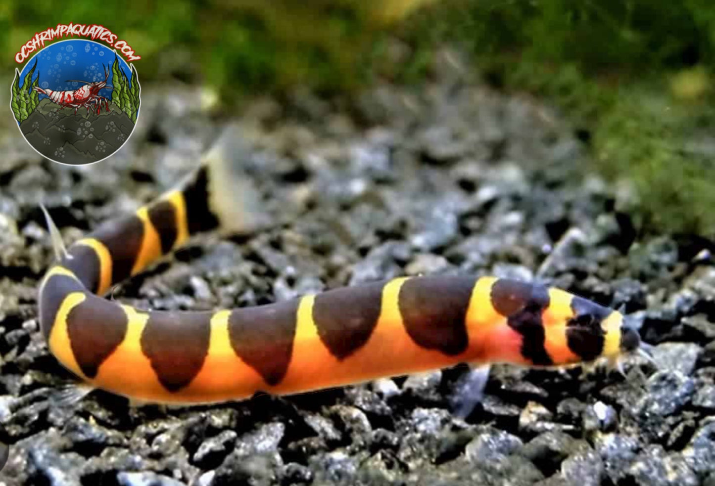 KUHLI LOACH