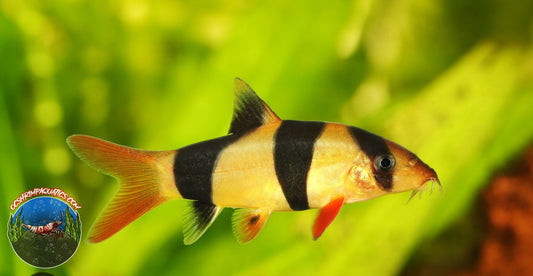 CLOWN LOACH