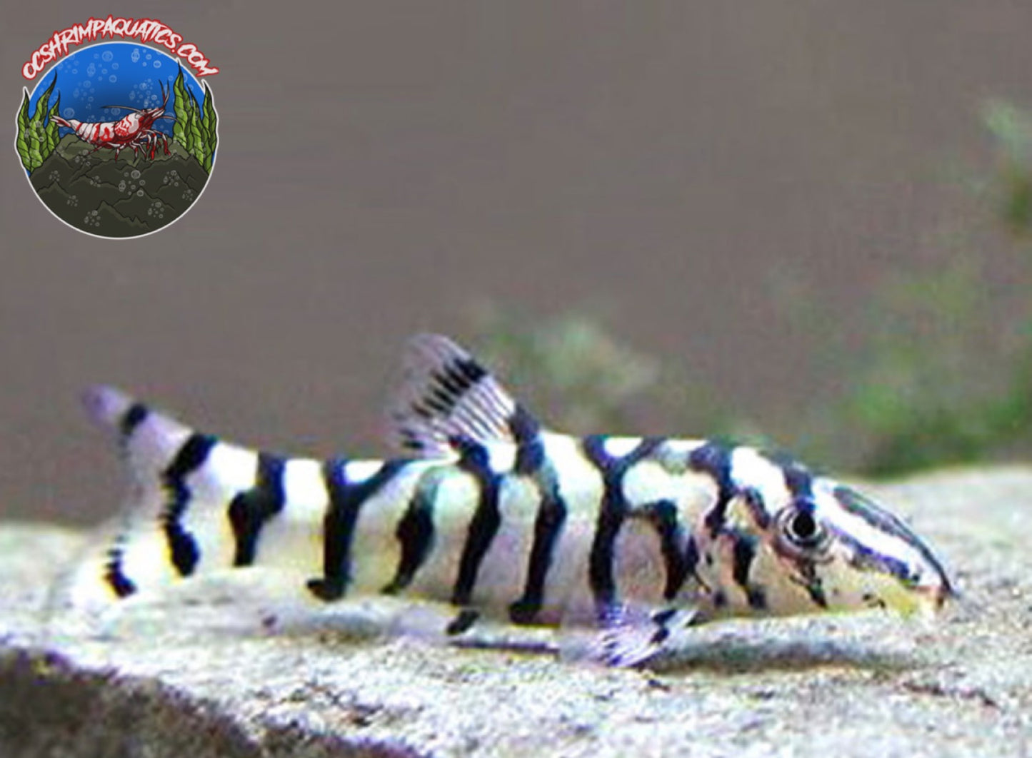 YO-YO LOACH