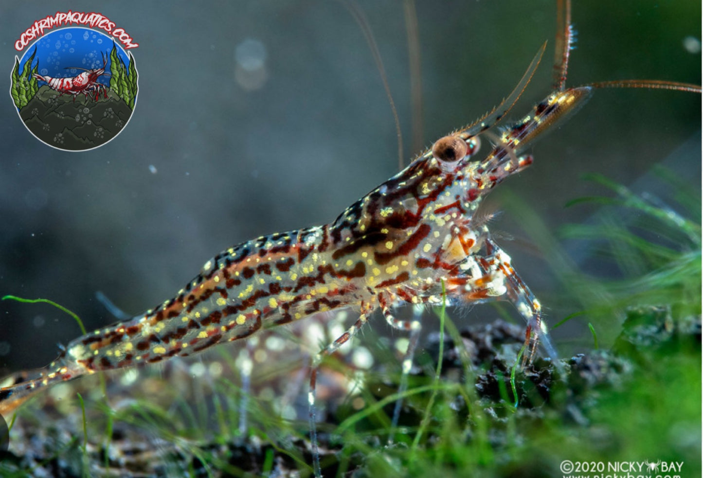 SULAWESI WHITE ORCHID SHRIMP